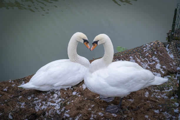 巴黎，法国- 02 14 2021:维莱特运河区。一对在乌尔克运河相爱的天鹅图片下载
