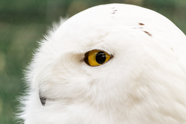 雪鸮的特写，Bubo scandiacus图片下载