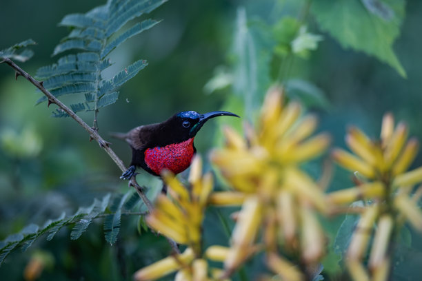斯佳丽襟太阳鸟图片下载