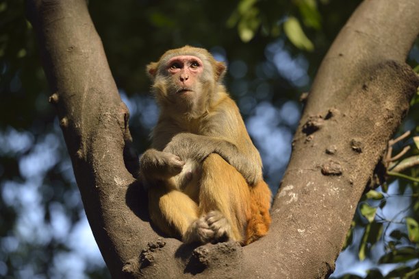 坐在树干上的猴子图片下载