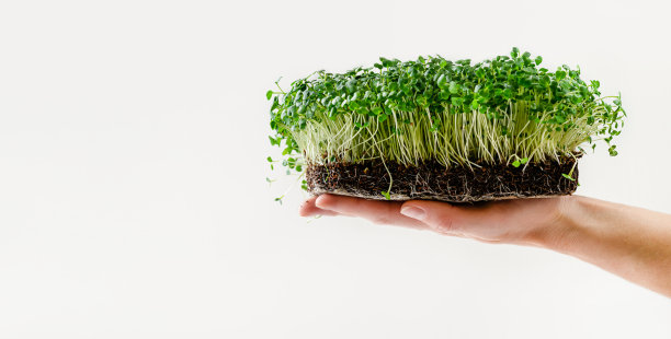 女性手拿芝麻芽与盆栽土壤在白色的背景。本空间图片下载