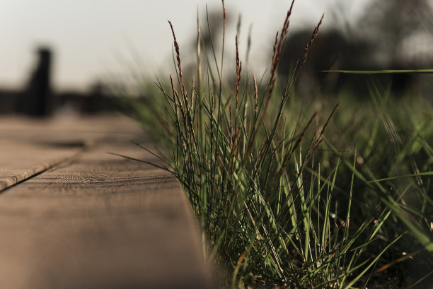 木地板，绿草-自然背景图片下载