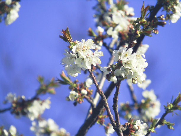 村子里的春天图片下载