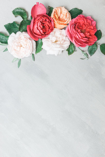 夏天的花组成。淡粉色背景上的玫瑰花。图片下载