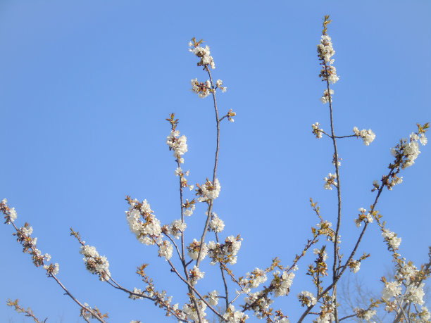 村子里的春天图片下载
