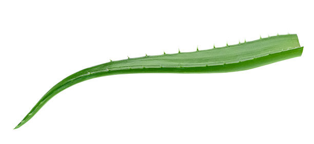 芦荟叶孤立在白色背景。图片下载