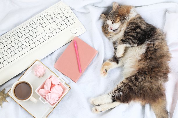 现代女性办公桌，舒适的家庭办公室和睡觉的猫。电脑，咖啡和蛋白糖霜放在一条薄毯子上。简约的经营理念，健康的生活方式，平面布局，选择性专注，图片下载