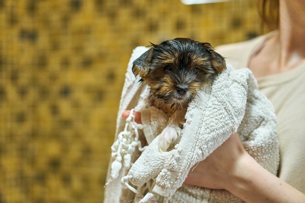 裹着毛巾的小狗。海狸约克洗后是湿毛巾干，为狗梳洗。关心和清洁宠物。图片下载