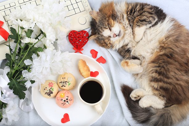 现代女性办公桌，舒适的家庭办公室与睡觉的猫，母亲节的概念，妇女节。电脑，咖啡，红心，鲜花和蛋糕放在一张轻毯上，健康的生活方式，平躺，图片下载