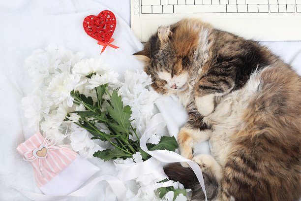 现代女性办公桌，舒适的家庭办公室与睡觉的猫，母亲节的概念，妇女节。电脑，红心，鲜花和礼物上的一条轻毯，健康的生活方式，平躺，图片下载