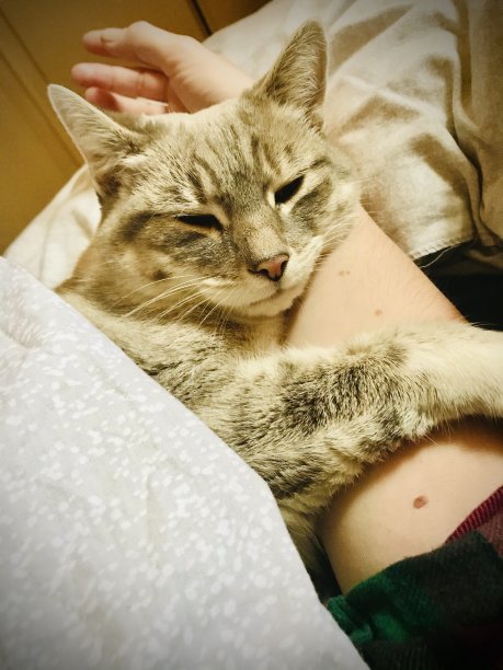 猫拥抱图片下载