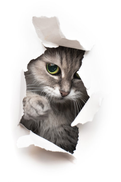 猫往洞里看图片下载