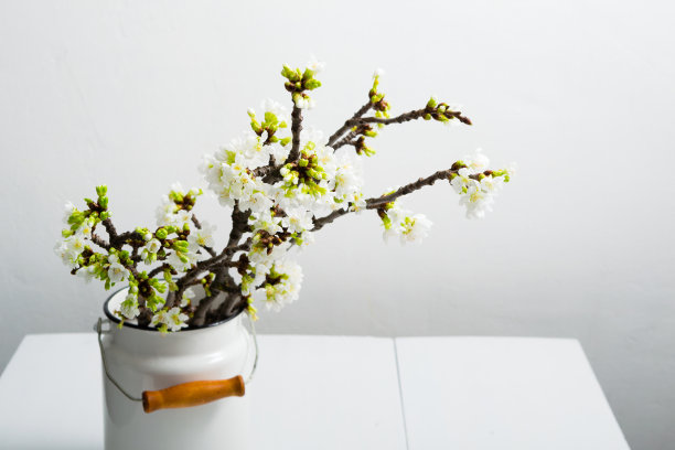 樱花支行图片下载