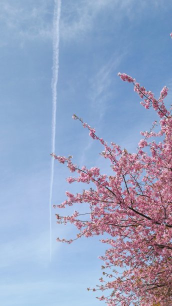 樱花和飞机云图片下载
