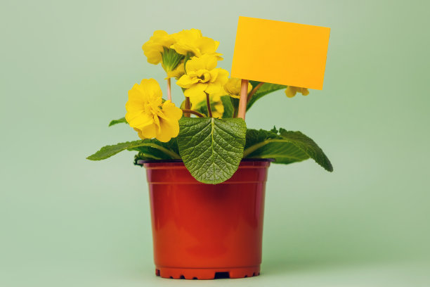 带空白卡片的黄色盆栽樱草花。副本的空间。图片下载