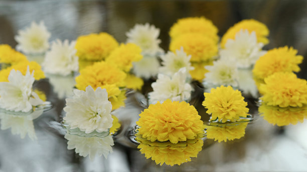 黄色和白色的菊花开在透明的背景上图片下载