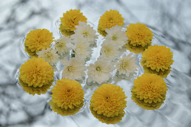 黄色和白色的菊花开在透明的背景上图片下载