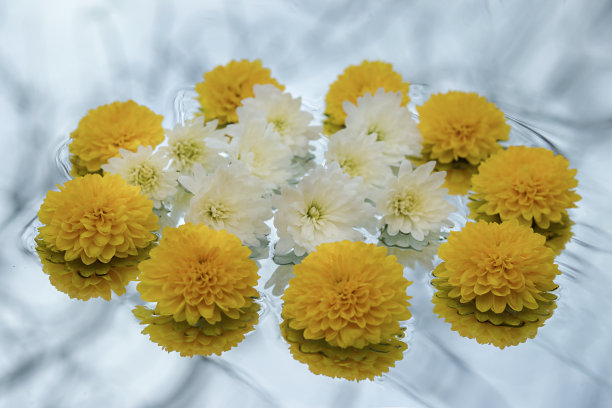 黄色和白色的菊花开在透明的背景上图片下载