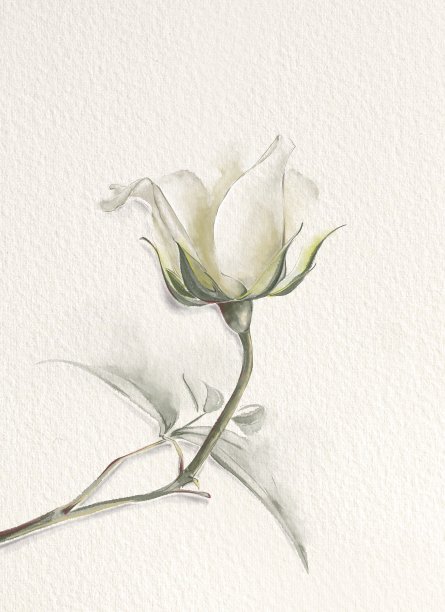 白玫瑰图片下载