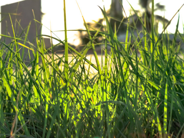 新鲜生长的长草图片下载