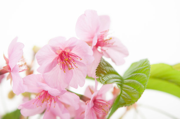 白色背景上的一束樱花的特写。特写图片。春天在日本。川崎樱树，兰菖蒲。图片下载