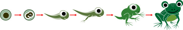 青蛙的生命周期。卡通绿蛙从卵细胞到在白色背景上分离的成年动物的发育阶段序列图片下载