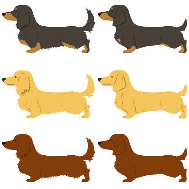 一套平坦的彩色微型腊肠狗插图光滑的头发和长头发图片下载