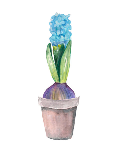 水彩插图。铁桶里盛开的蓝色风信子。春天的花朵插图图片下载