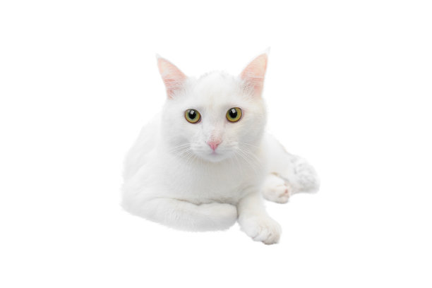 白猫躺在白色的背景上图片下载