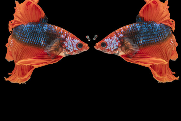 多色的斗鱼在泰国孤立的黑色背景。橙色暹罗斗鱼与复制空间的动人瞬间。图片下载