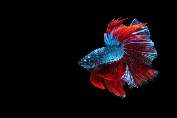 有节奏的斗鱼在孤立的黑色背景。白色、蓝色、红色的暹罗斗鱼与复制空间的动人瞬间。图片下载