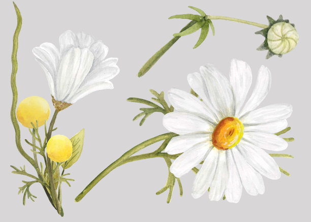 水彩洋甘菊花插图图片下载