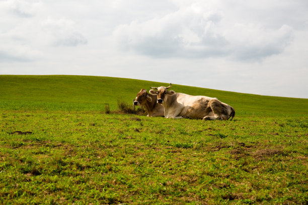 棕色奶牛在Allgäu图片下载