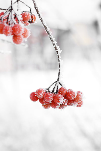 冬天的雪下冻住了荚蒾。雪中的荚蒾。红色的浆果。美妙的冬天。白霜素材图片