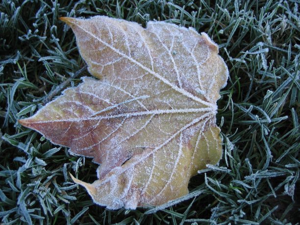 霜冻的树叶在霜冻的草地上-特写-大自然图片下载