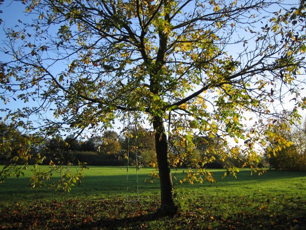 法国乡村一棵摇摆的树-秋天图片下载