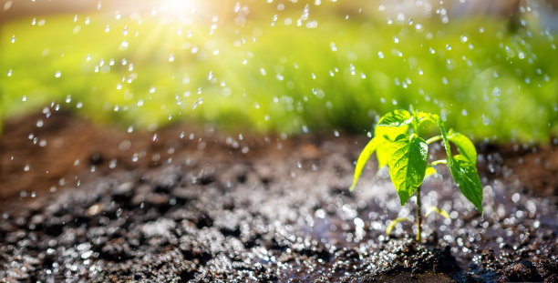 夏天，阳光明媚的一天，水珠落在花园里的新芽上图片下载