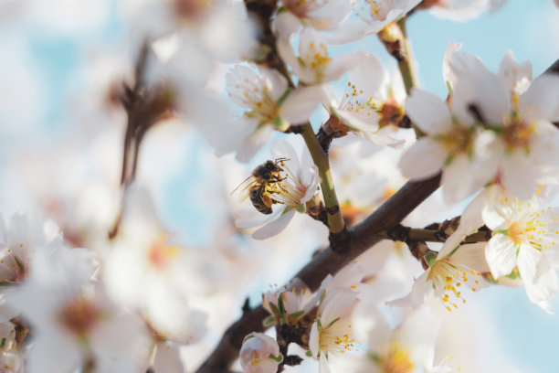 蜜蜂授粉银杏仁美丽的花邀请冥想(日本樱桃树- jerte西班牙)图片下载