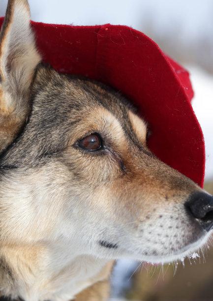 白雪覆盖的森林里，一只可爱的小狗戴着一顶红色的帕丁顿帽子图片下载