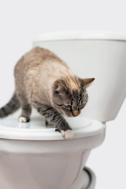 清洁猫站在马桶盖上图片下载
