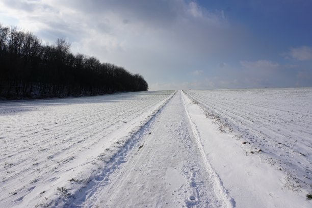 温特威格图片下载