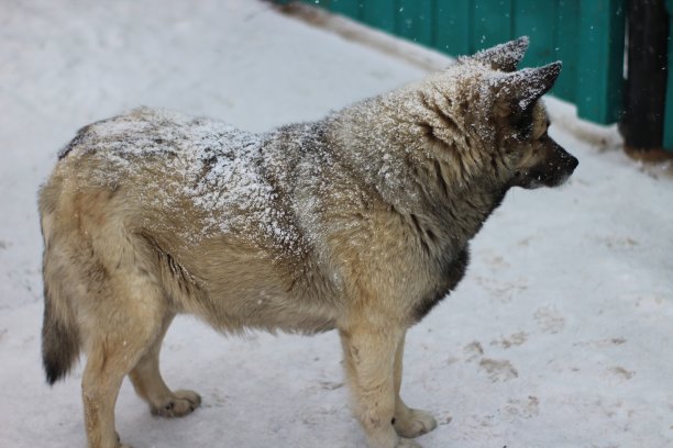 高级狗在冬天与雪绒毛在雪暴风雪期间图片下载