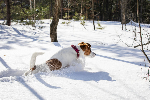杰克罗素梗在森林里的雪堆中跳跃图片下载
