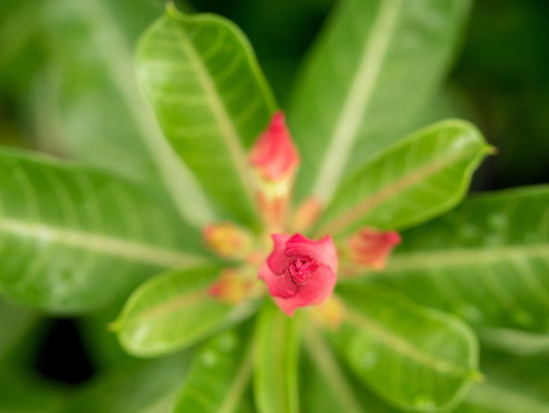 红腺花顶端生长图片下载