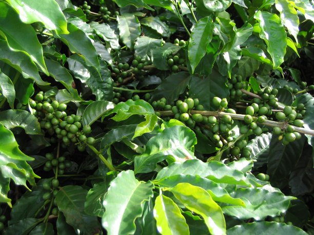 胡椒-胡椒树-青椒图片下载