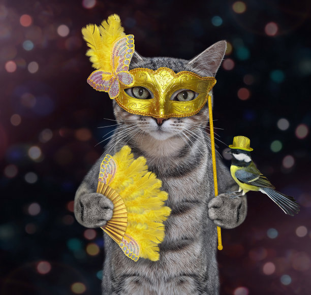 猫灰在黄色狂欢节面具图片下载