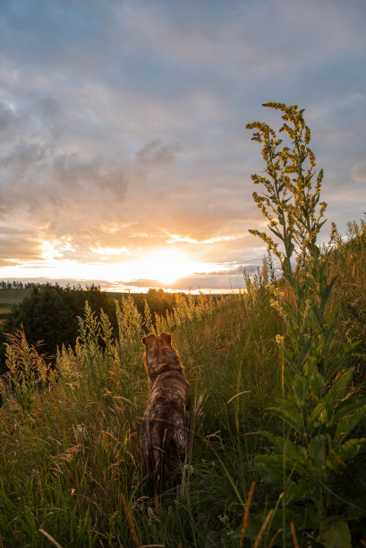 一只棕色的狗看着夕阳。后面的观点。垂直的照片。图片下载