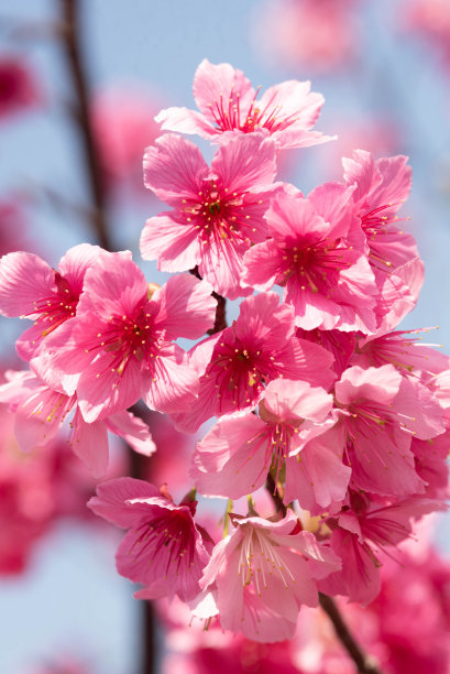 樱花盛开在冲绳县那霸市的一个公园里图片下载