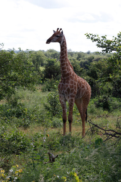 长颈鹿图片下载