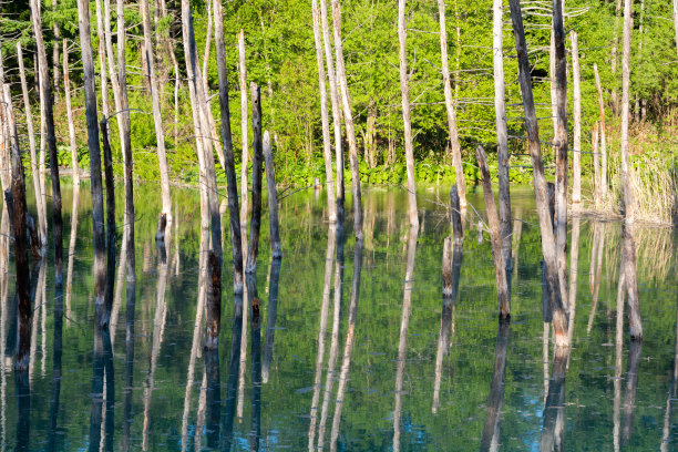 一个蓝色的池塘的表面，反映了新鲜的绿色森林图片下载